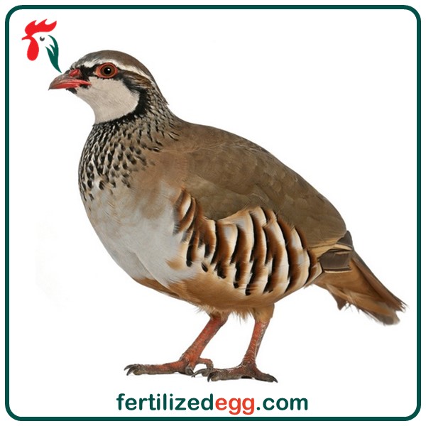 تخم نطفه دار کبک